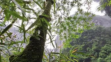 旅行拍摄树林森林岩石高山流水视频的预览图
